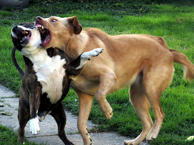 How To Stop Dog Fighting At Home How To Stop Dog Fighting At Home